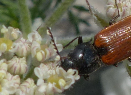 Anostirus cfr. gabilloti, femmina (Elateridae)